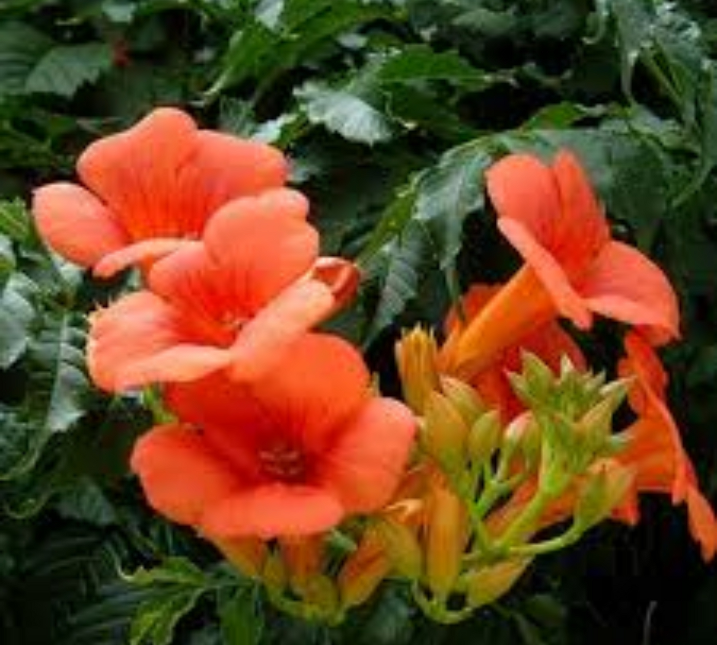 BIGNONIA capensis n.p. V20