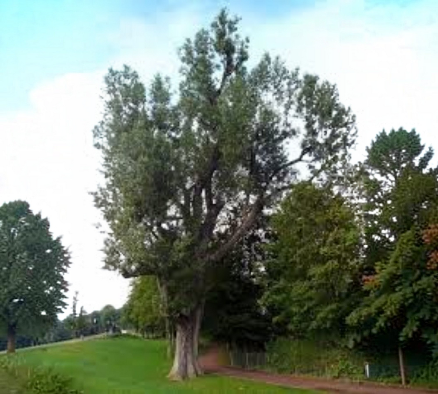 Pioppo Cipressino – Populus nigra italica 14/16 v60 cm