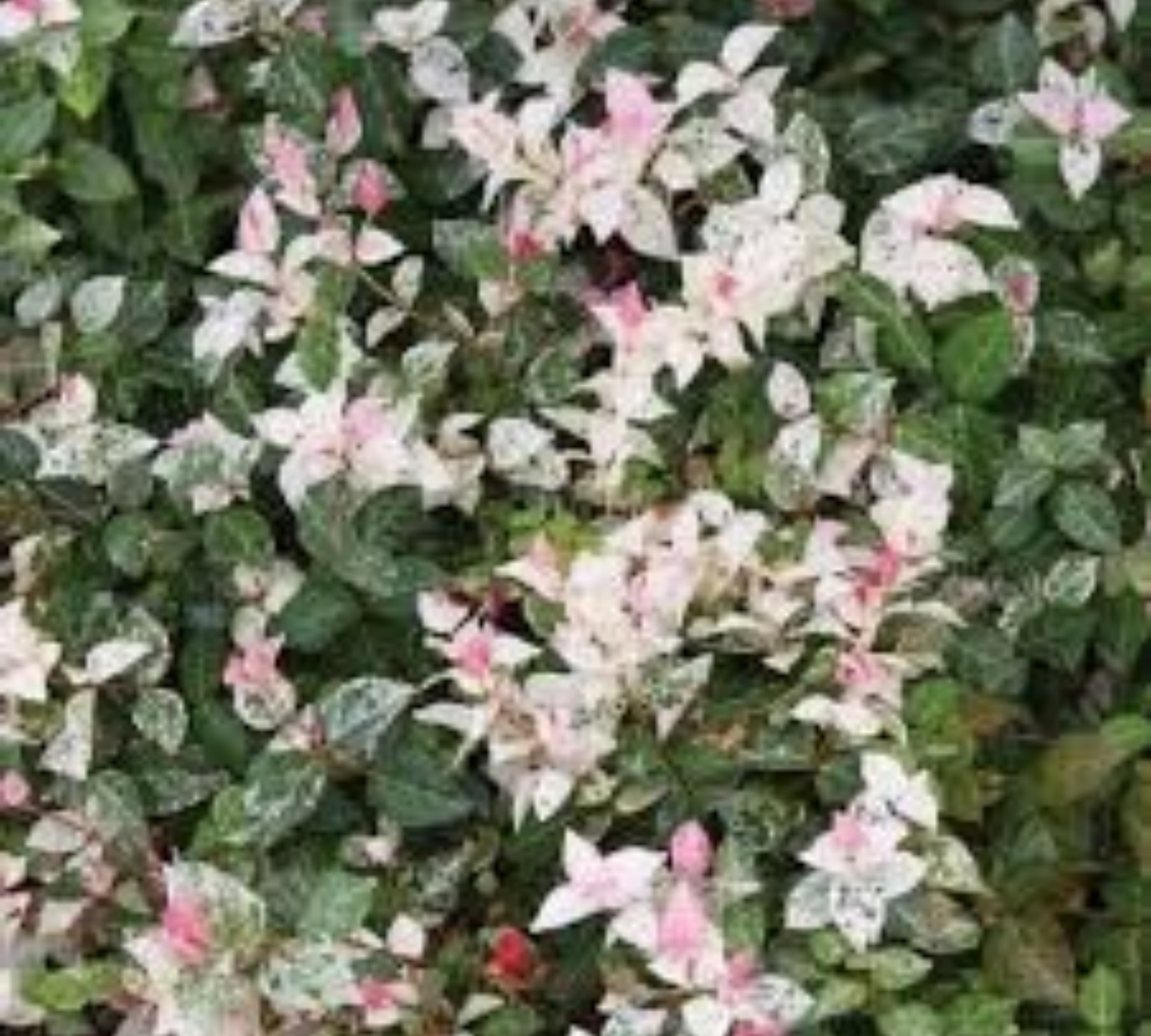 Falso Gelsomino Rosa – Trachelospermum jasminoides v18 cm