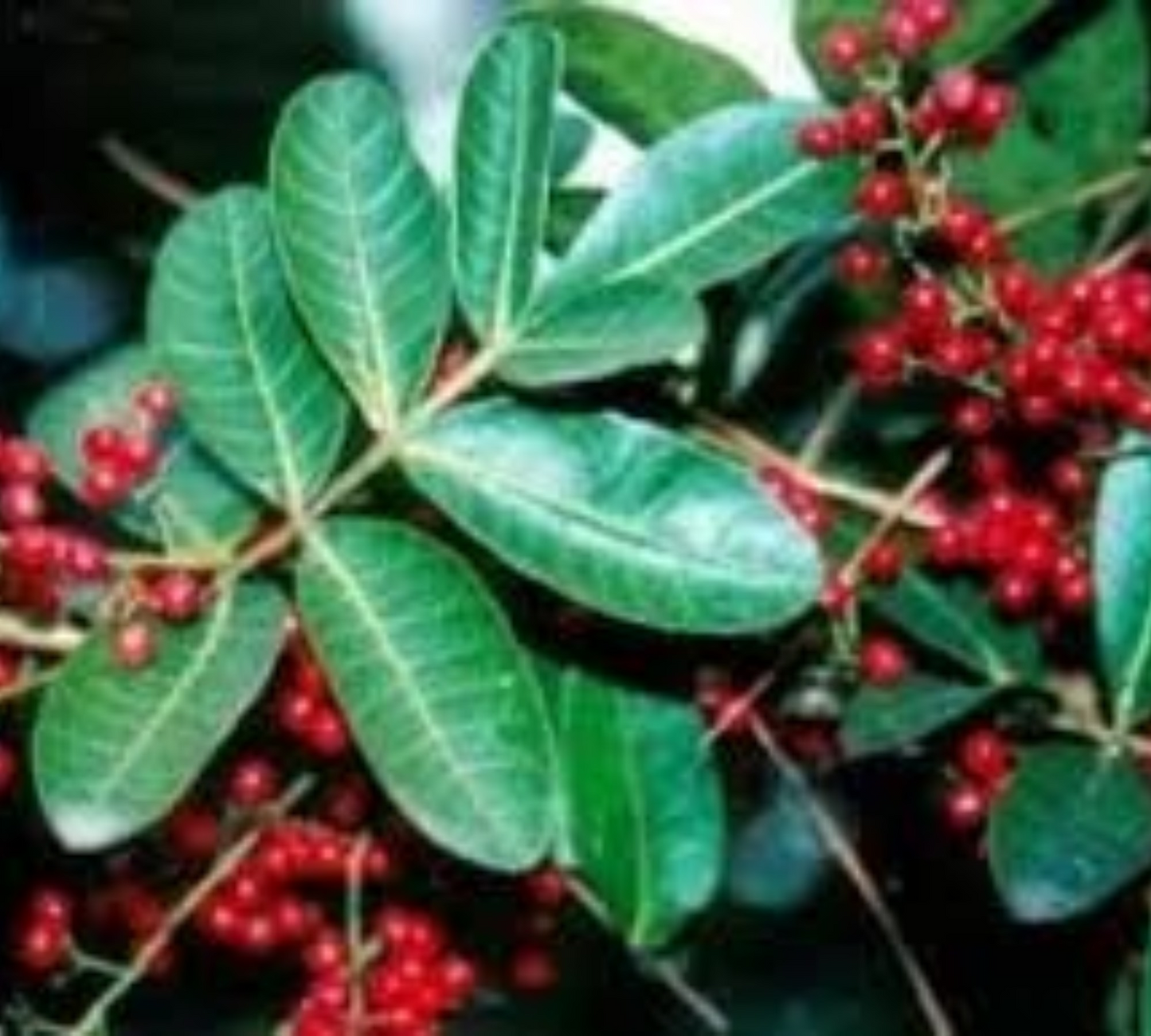 Falso Pepe – Schinus terebinthifolius v24 cm