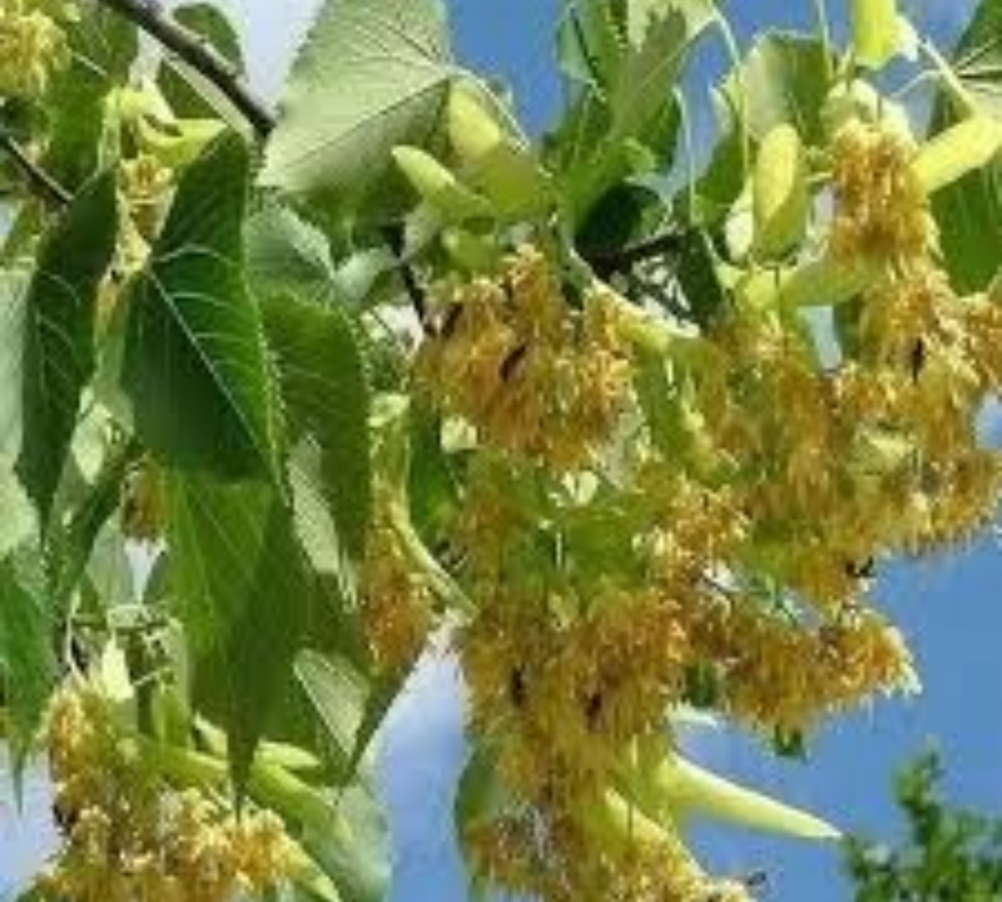 Tilia hibrida argentea 10/12 v40 cm