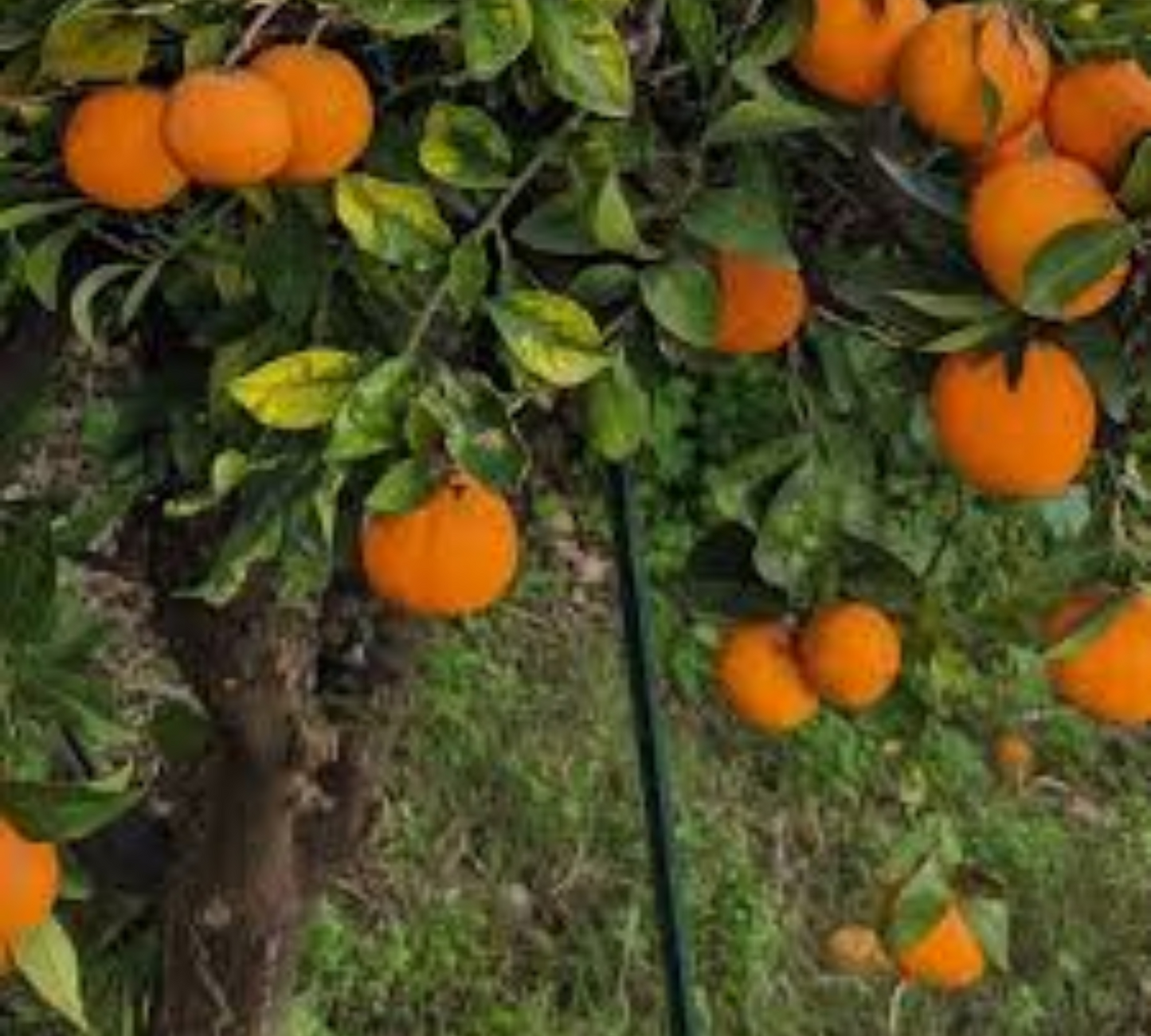 Arancio Thomson v20 cm