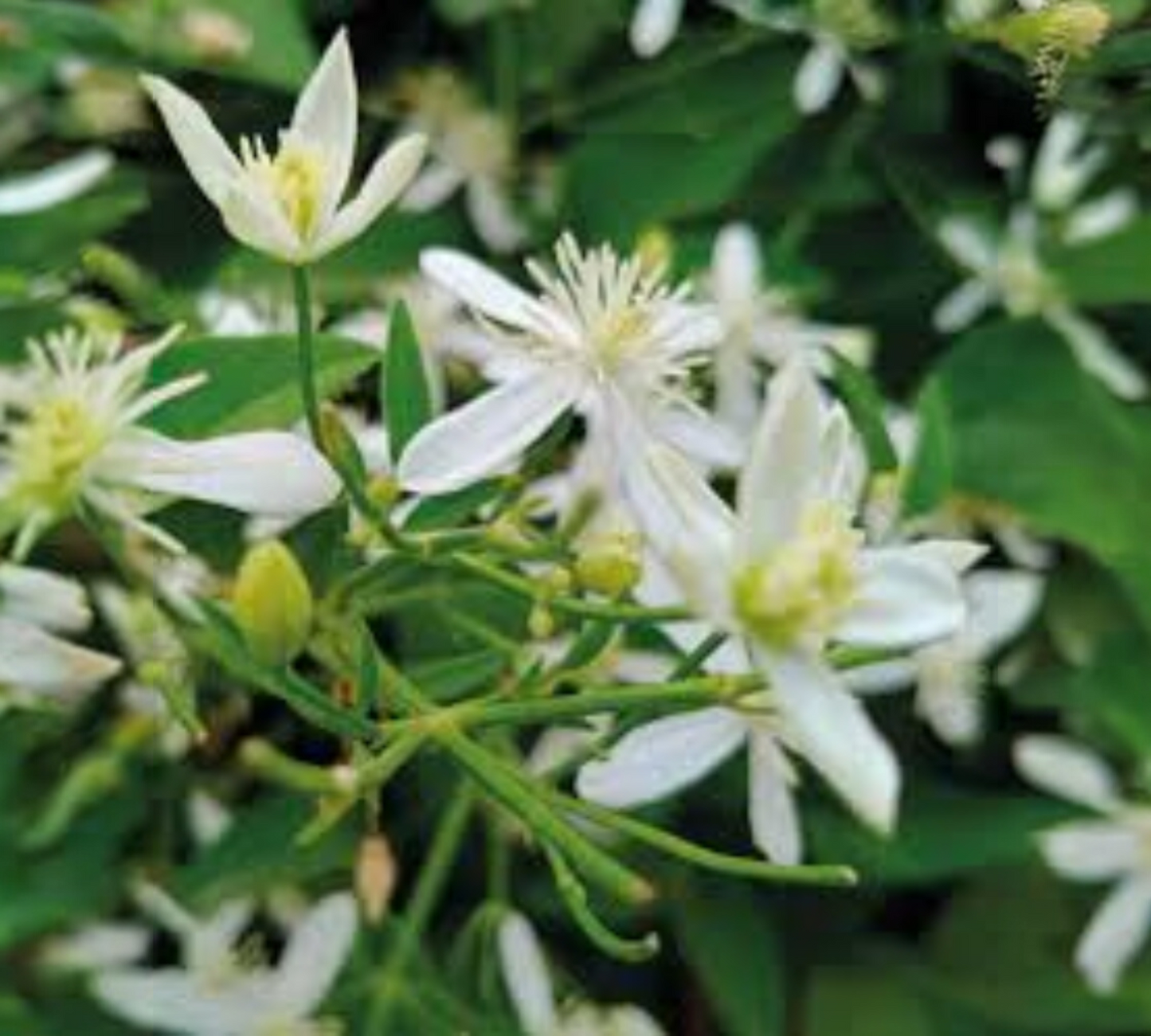 Cestrum nocturnum v24 cm