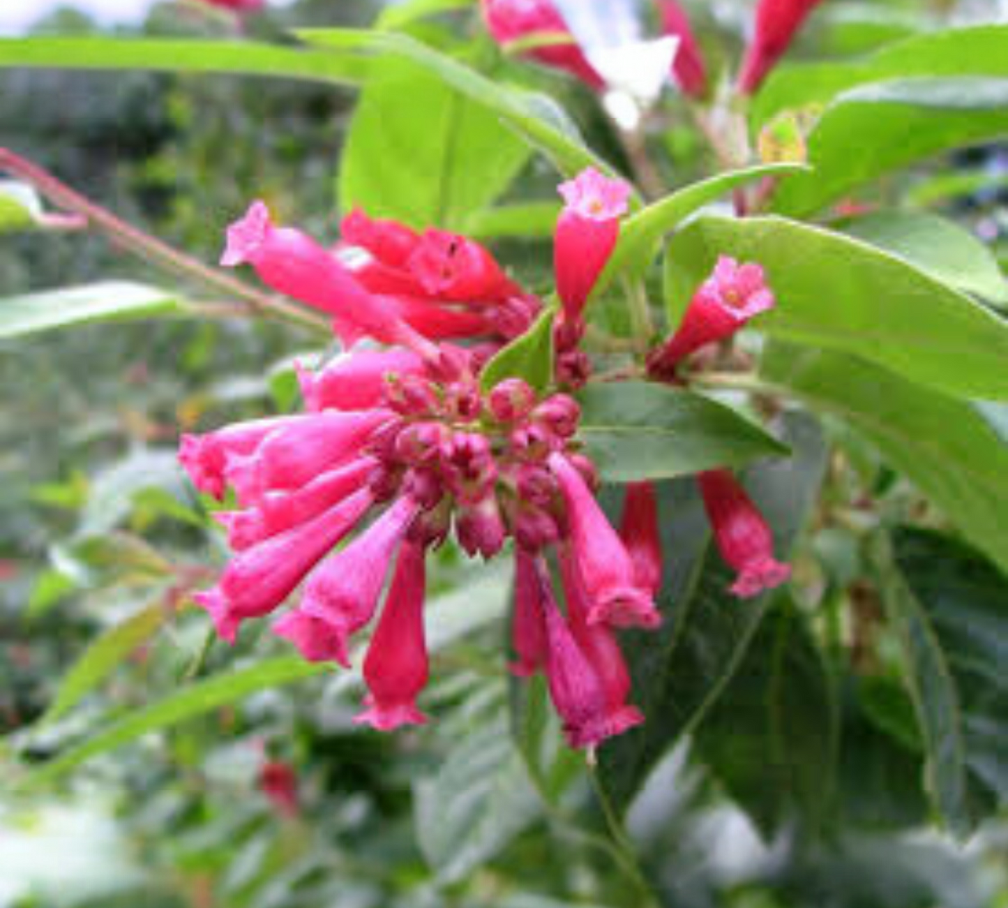 Cestrum rubrum v14 cm