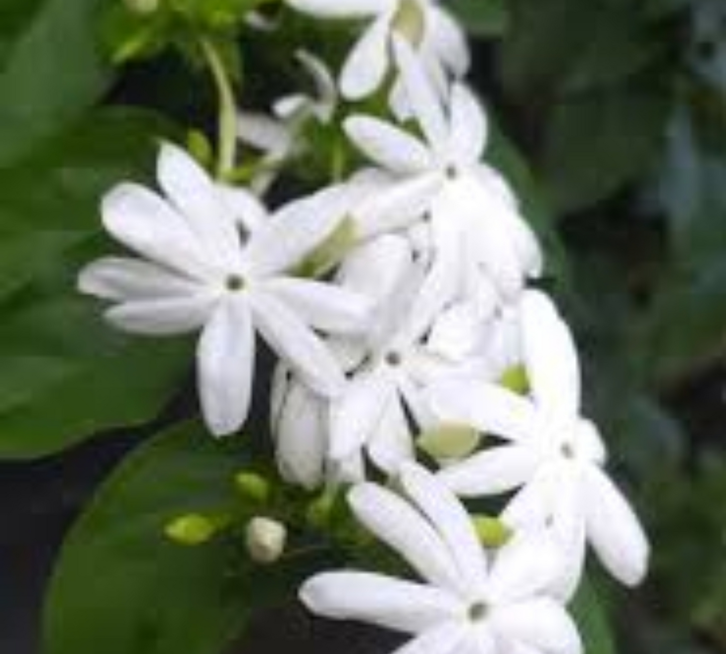 Gelsomino sambac v20