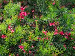 GREVILLEA JUNIPERINA v18 cm