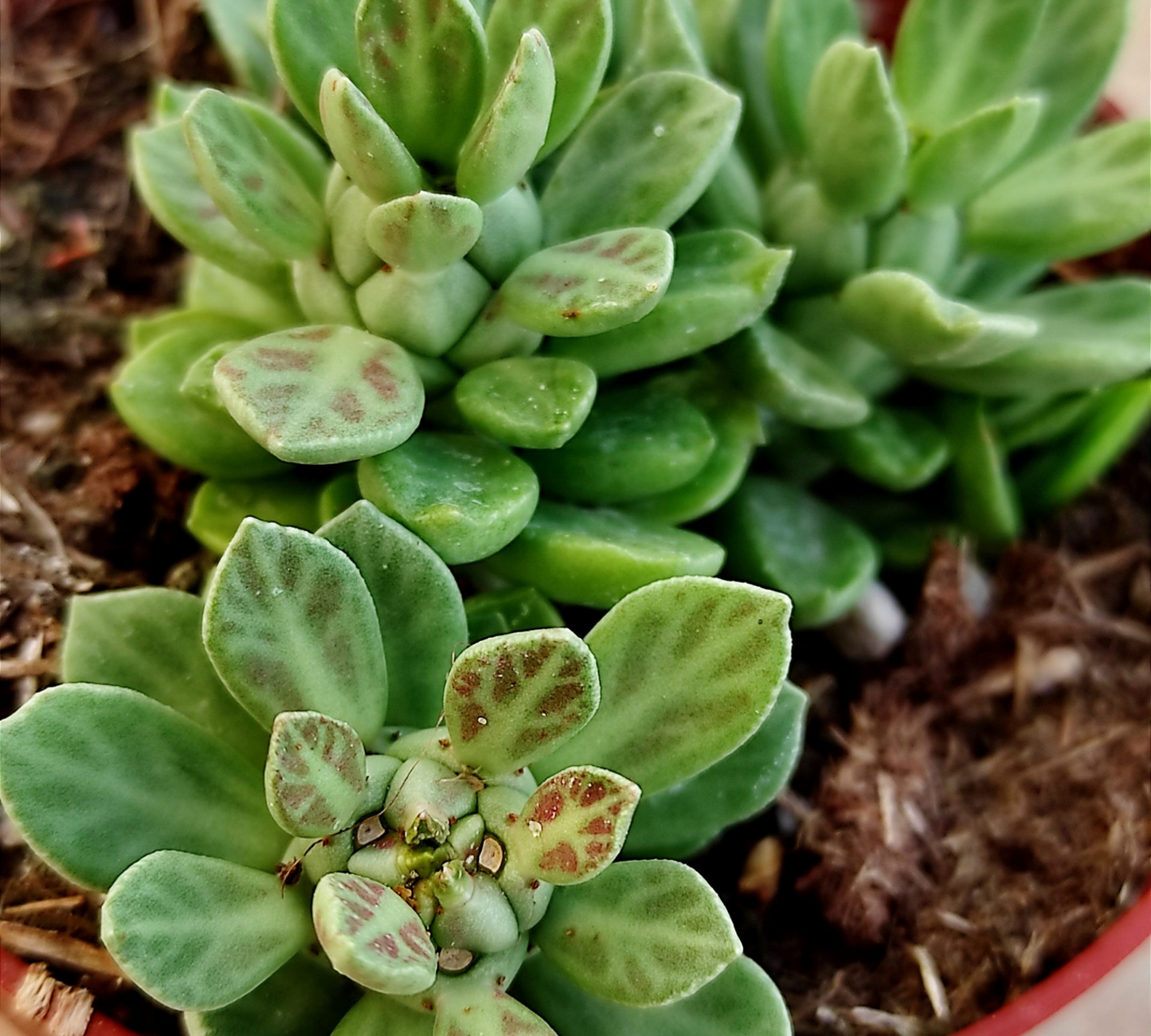 Euphorbia lugardiae V14 cm