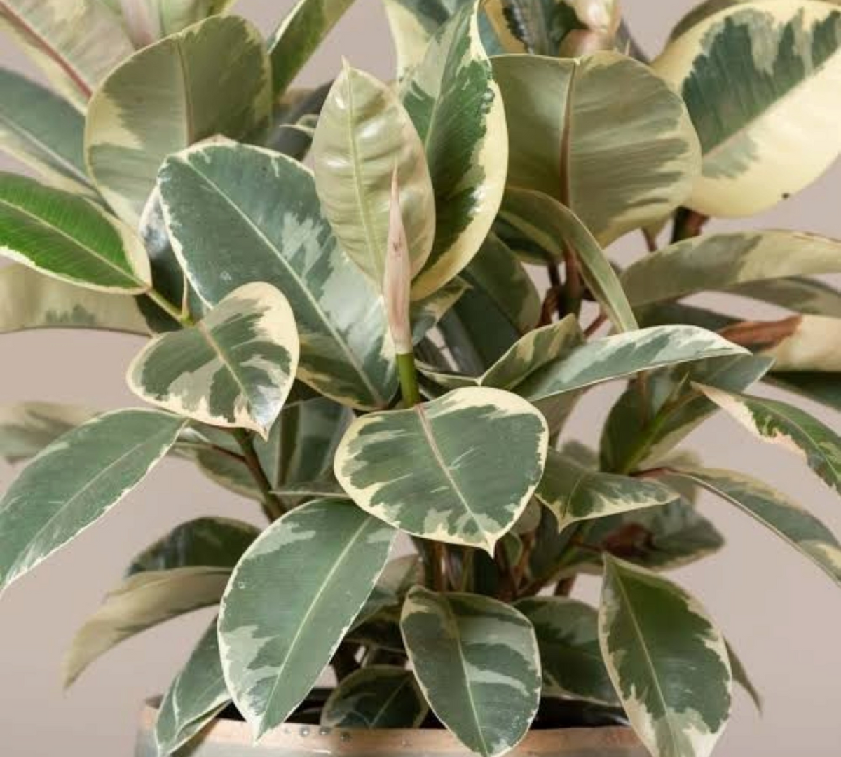 ficus elastica tineke
