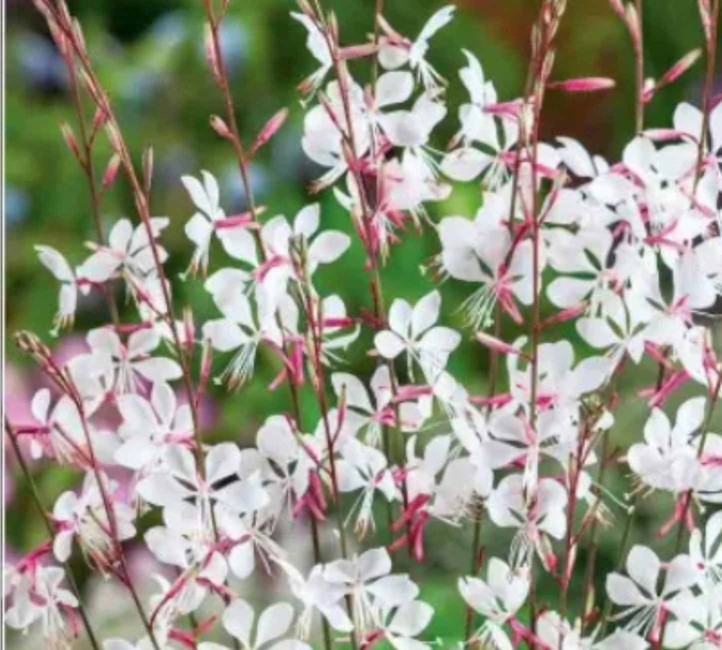 GAURA 2 colori v20/22