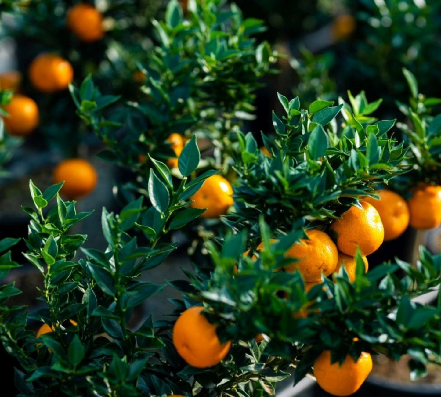 Chinotto