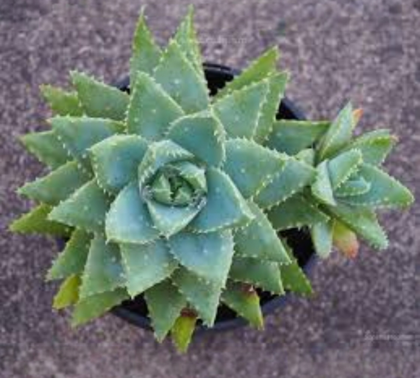 Aloe brevifolia V14 cm