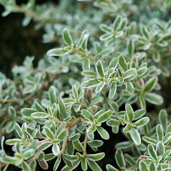 Coprosoma kirkii variegata v20 cm
