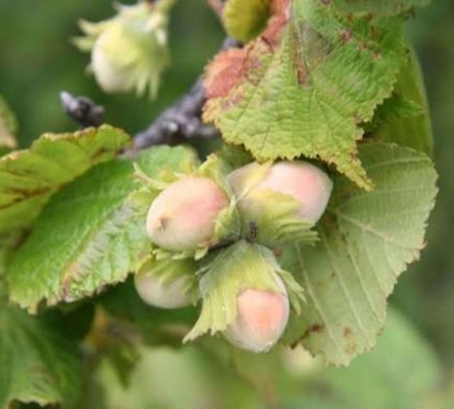 Corylus Avellana v30 cm