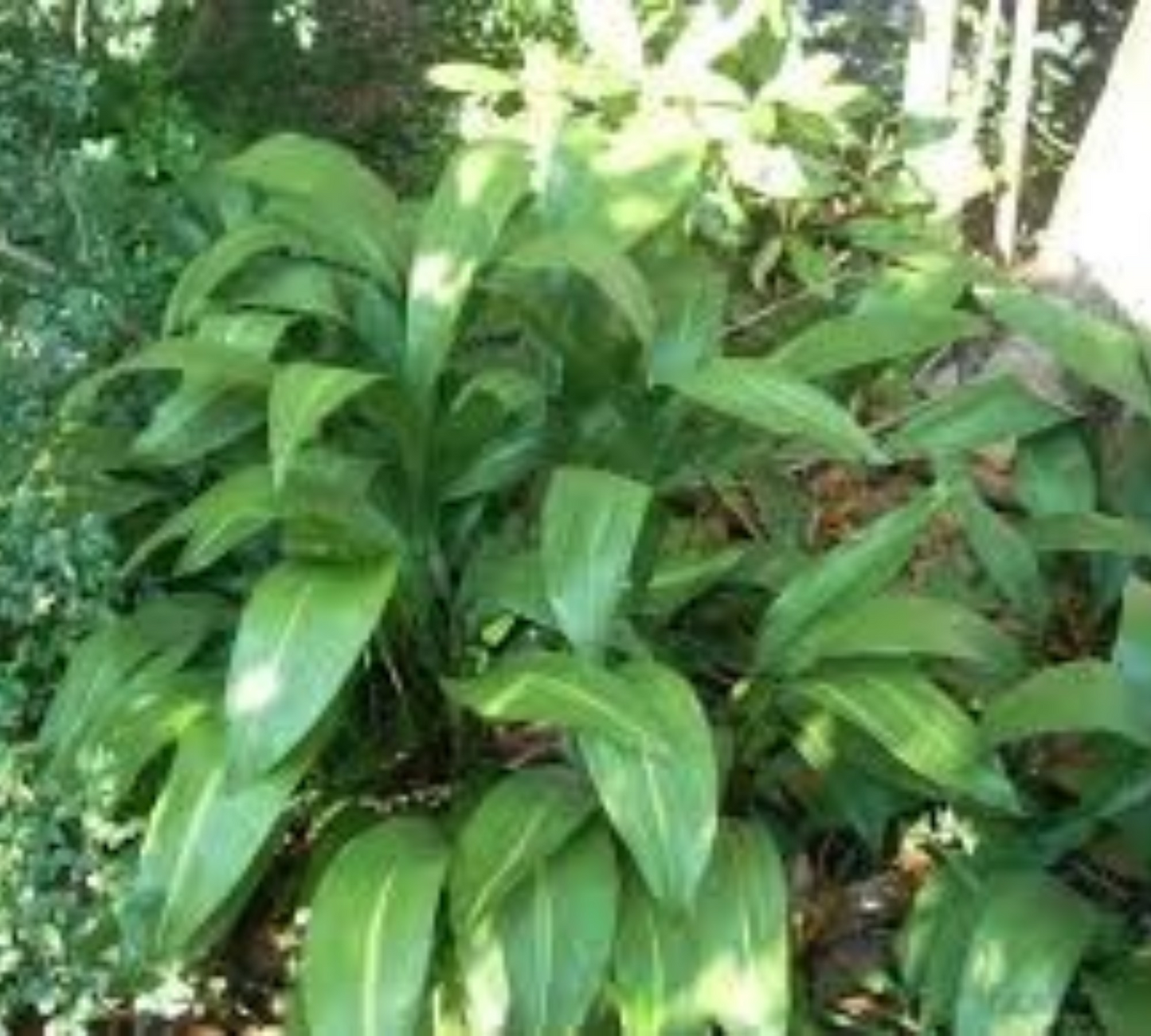 Aspidistra v18 cm