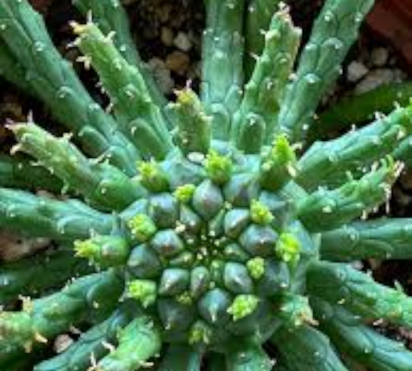 Euphorbia flanaganii V14 cm