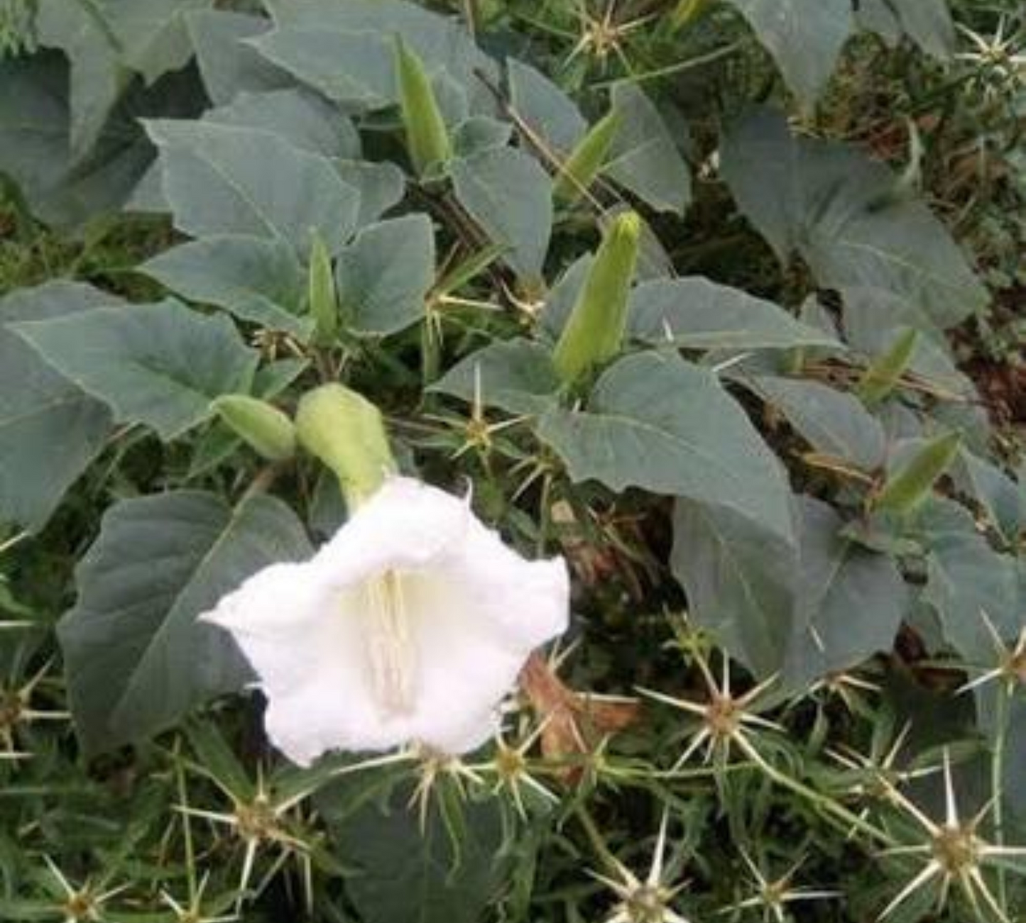 Datura Stramonium v14 cm