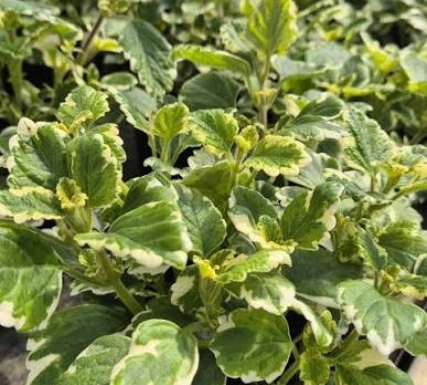 Pianta dell'Incenso (Plectranthus) Vaso 8 cm