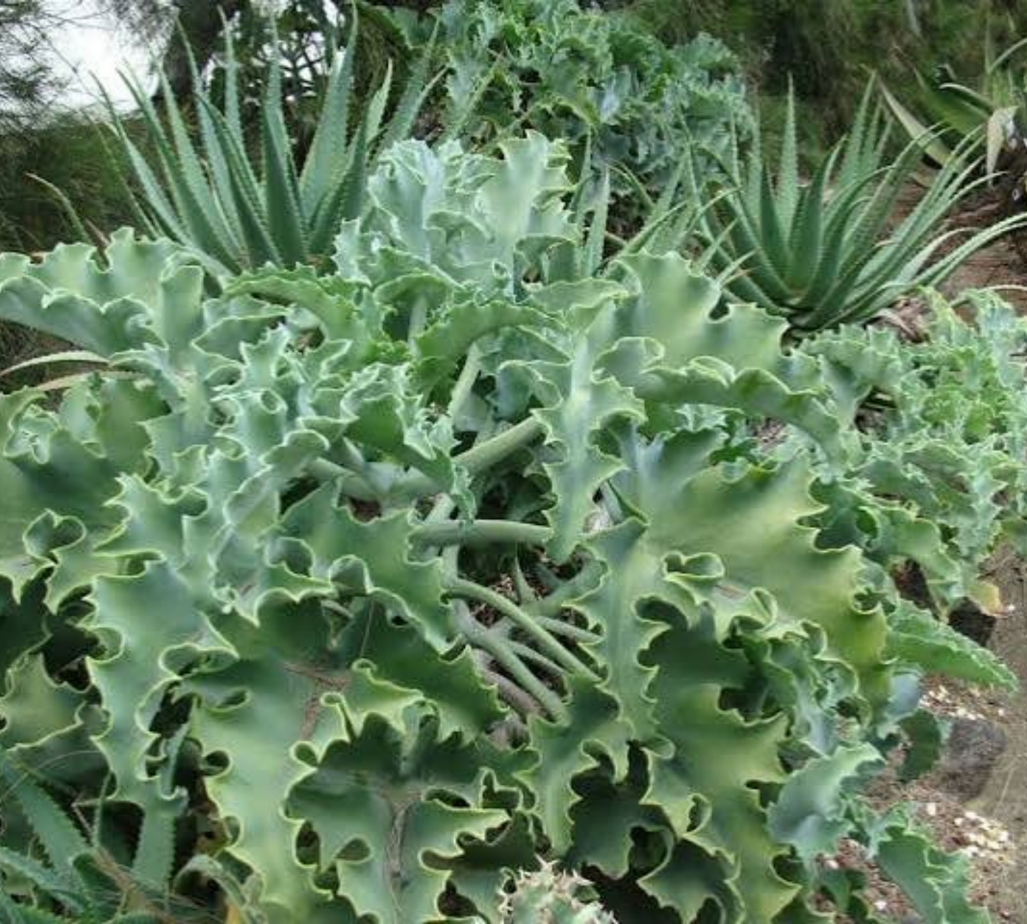 Kalanchoe beharensis
