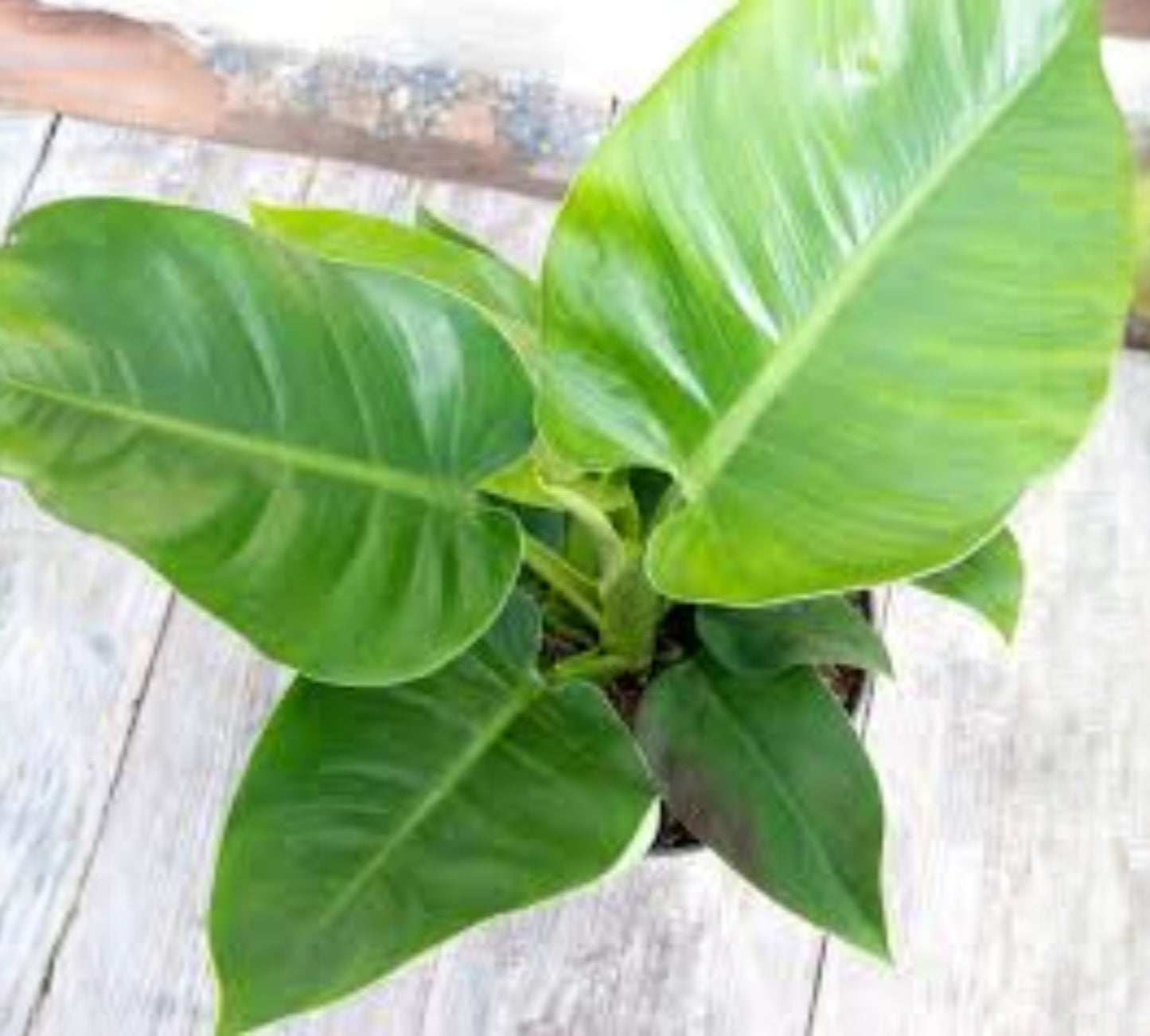 Philodendrum imperial green v17 cm