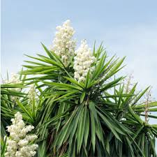Yucca Elephantipes v17 cm