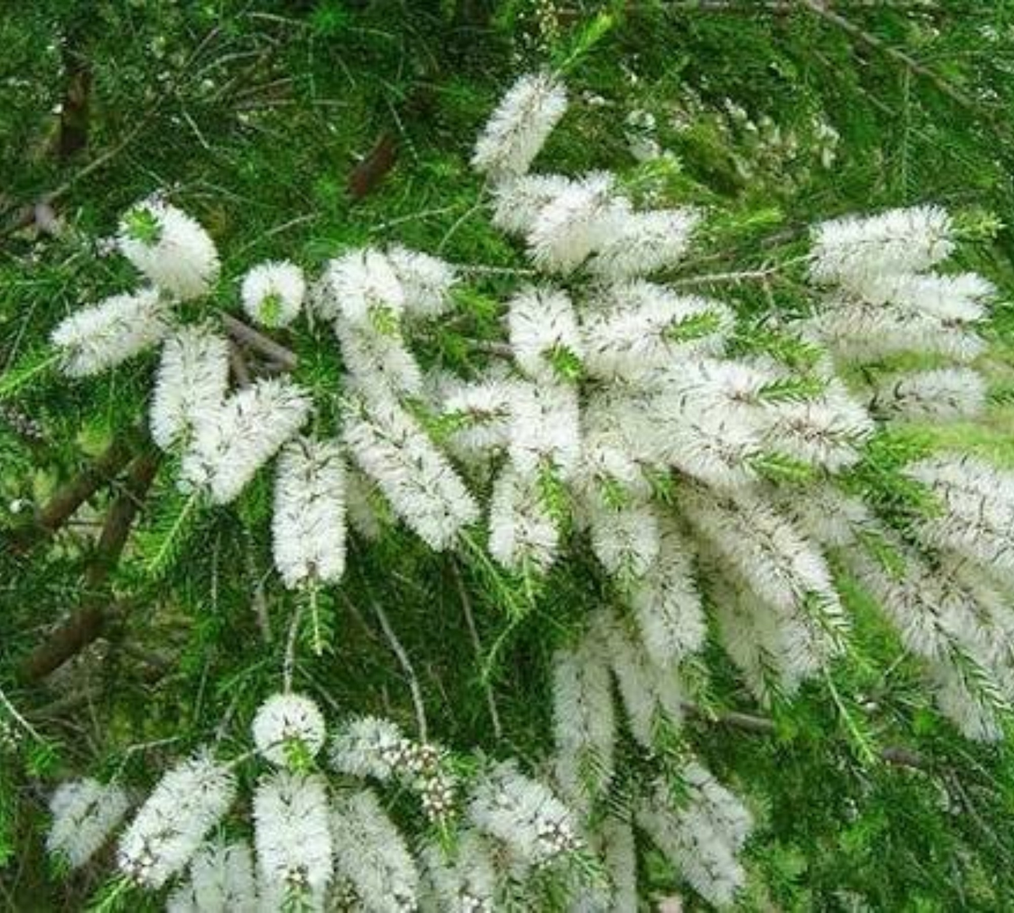 Melaleuca bianca np v 17 cm