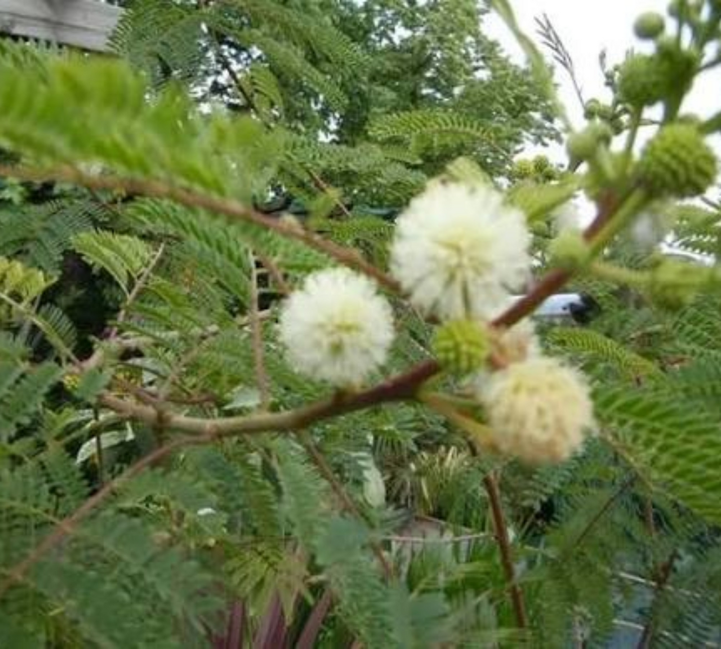 Mimosa Bianca Leucaena leucocephala