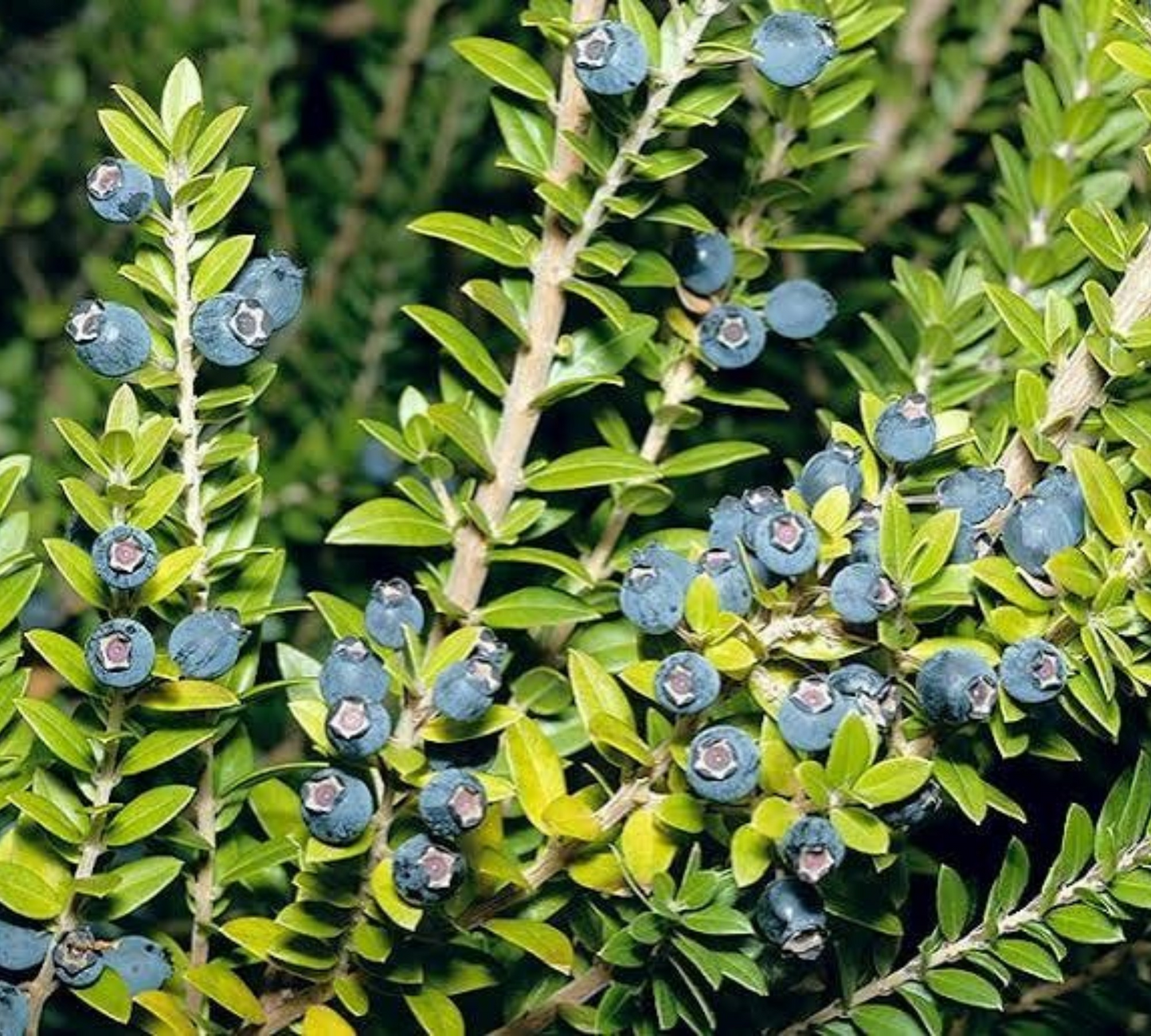 Mirto – Myrtus communis