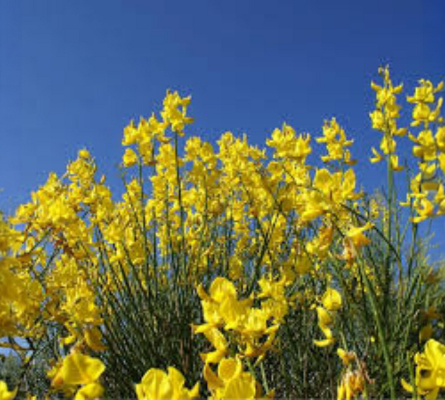 Cytisus racemosus 18