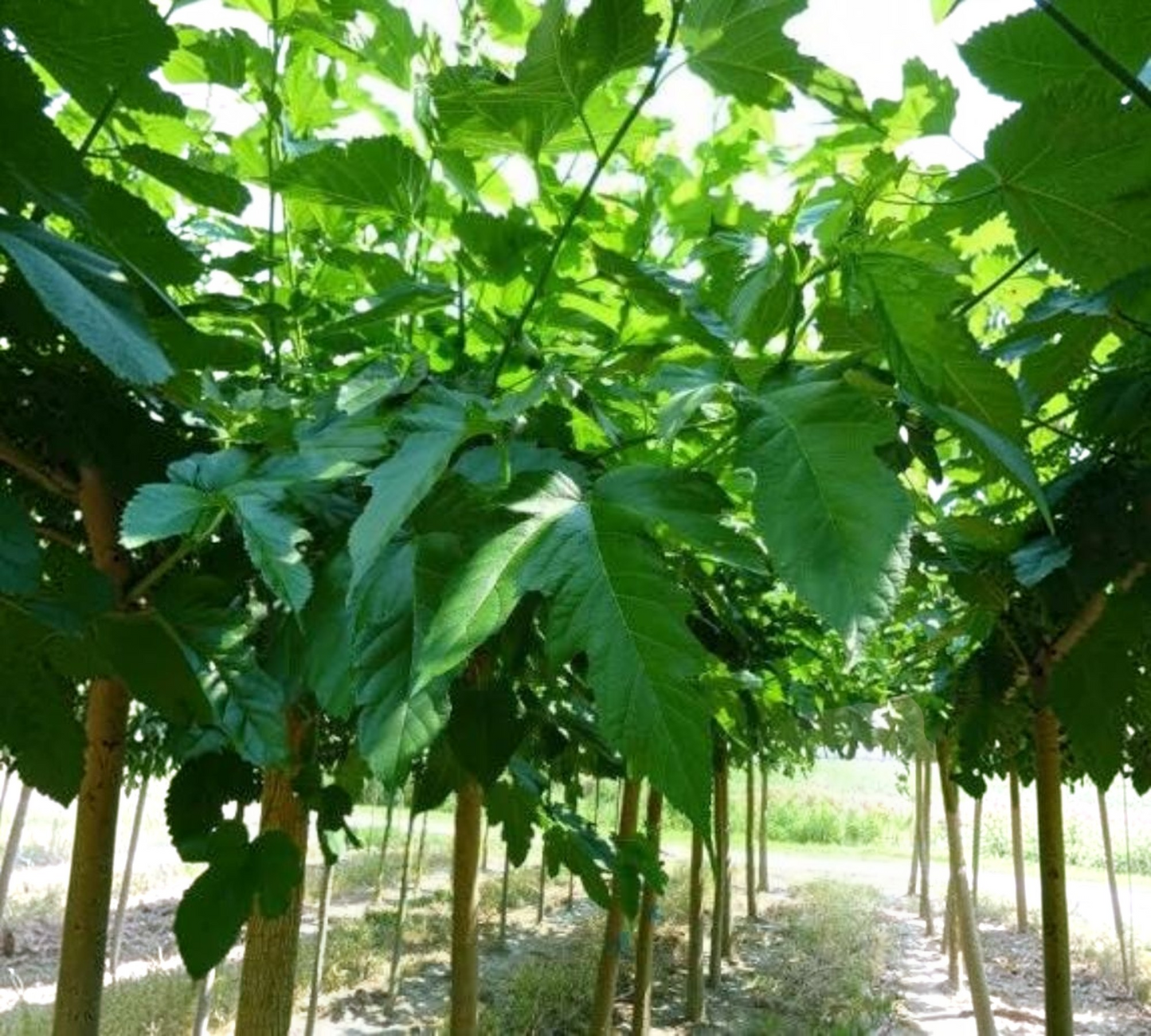 Gelso a Foglia di Platano – Morus platanifolia 12/14 v40 cm