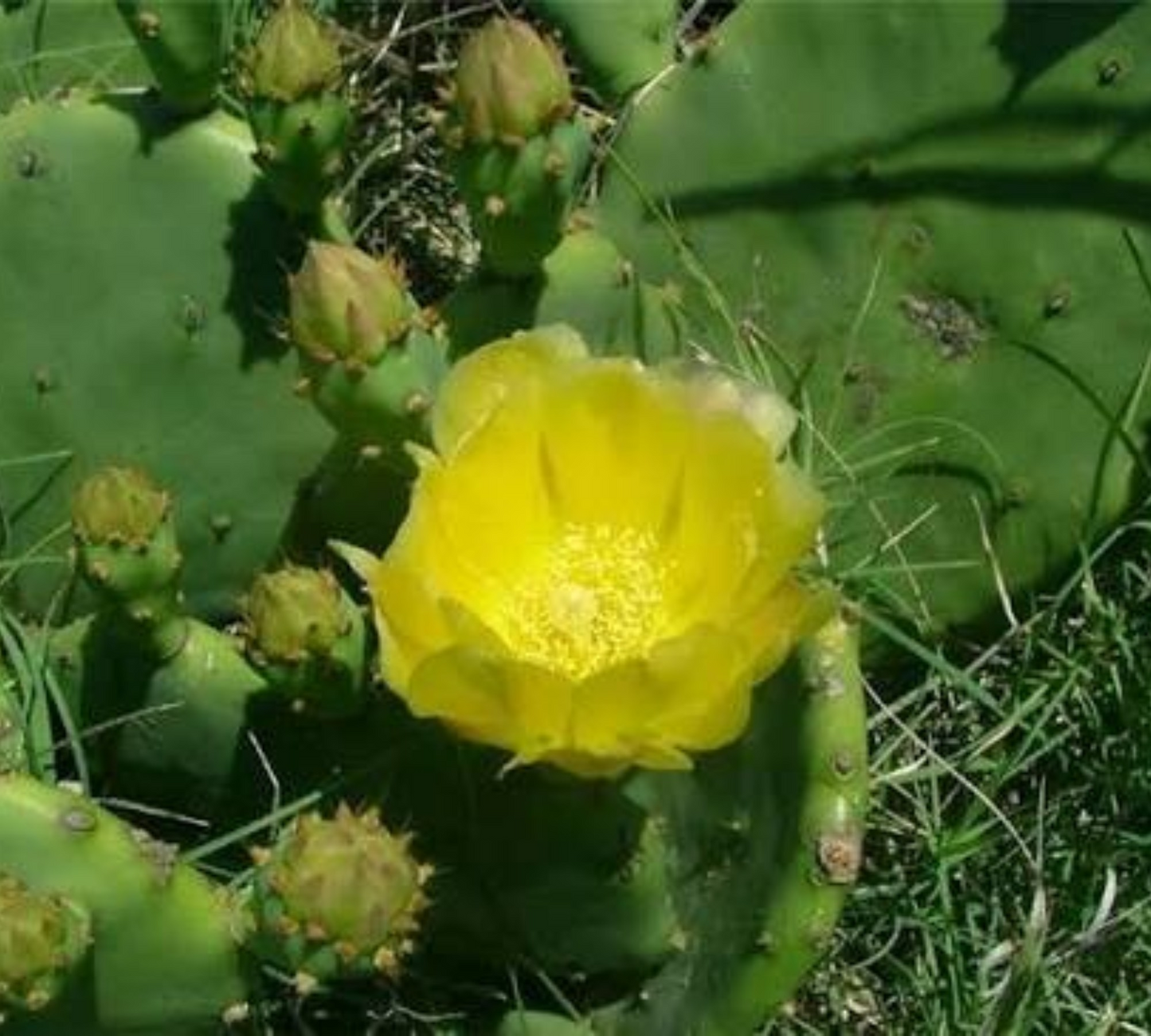 Opuntia stricta v18 cm