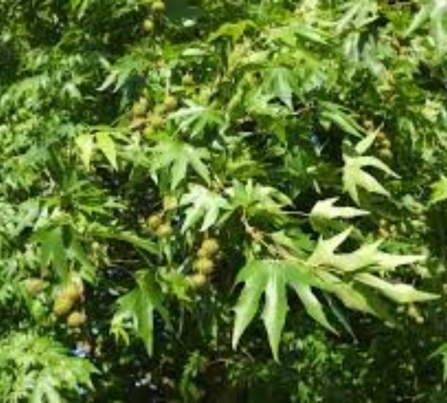 Platanus Orientalis 12/14 v60 cm