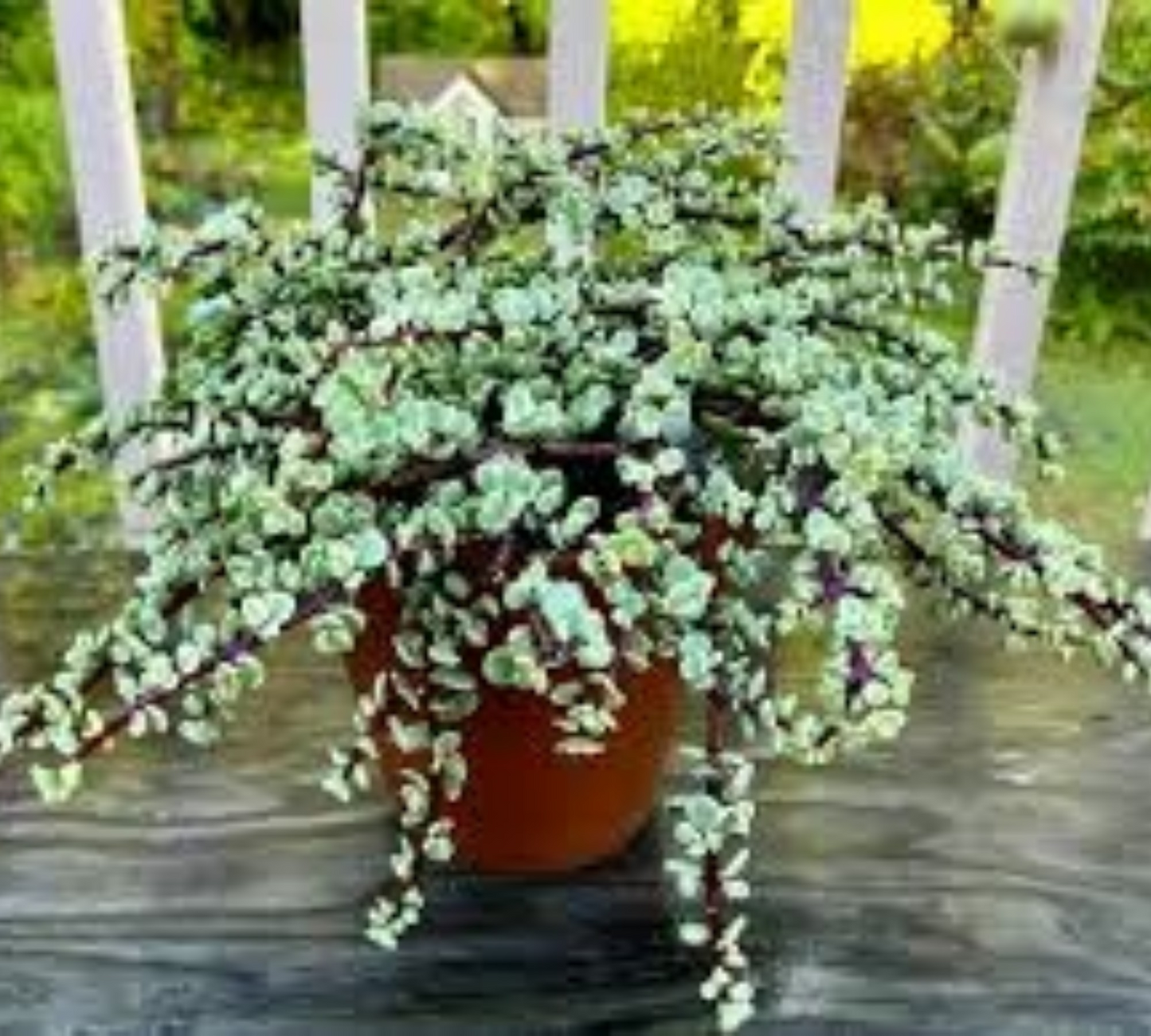 Portulacaria afra v22 cm – Pianta dell’Elefante
