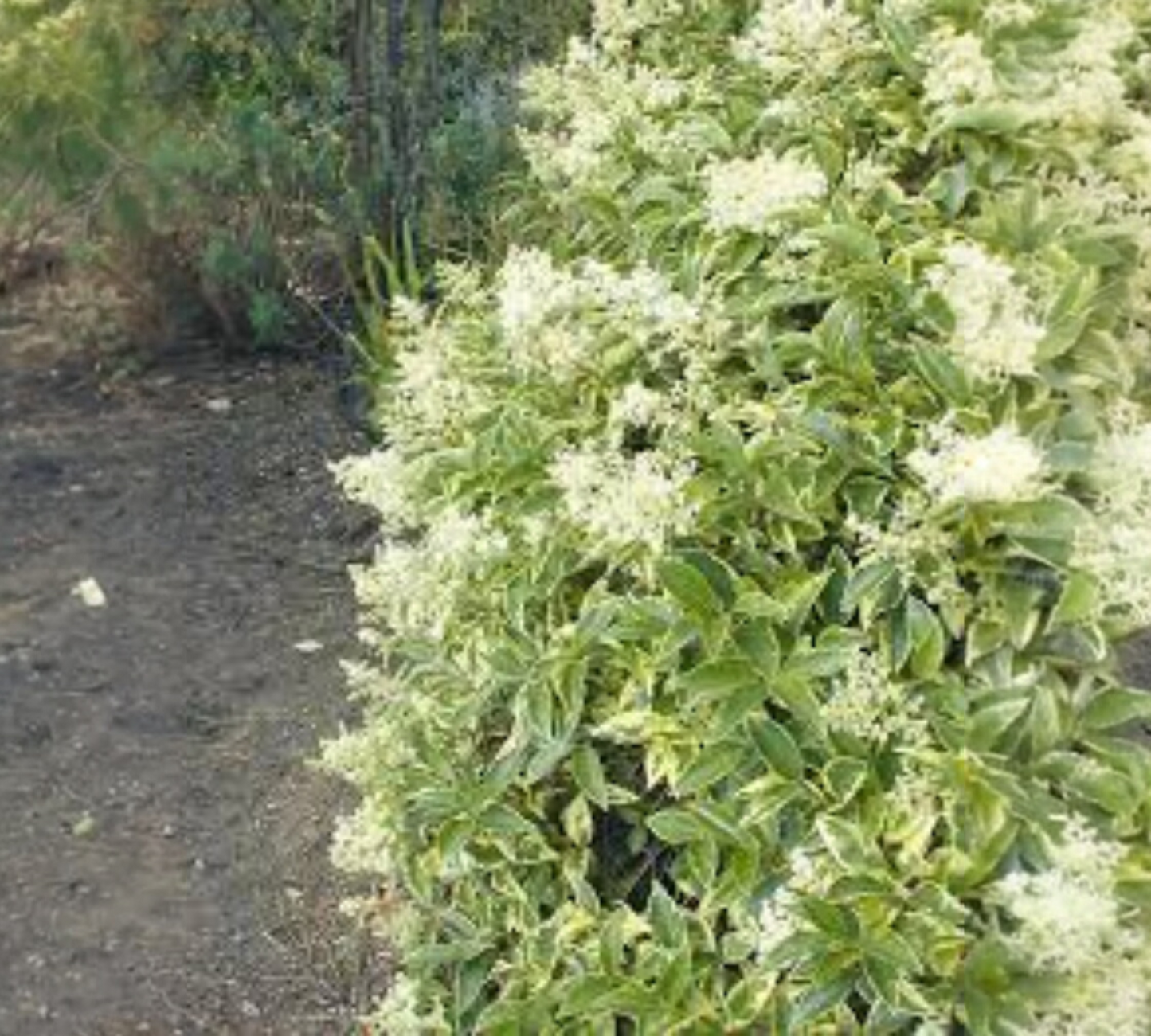Ligustrum lucidum v18 cm