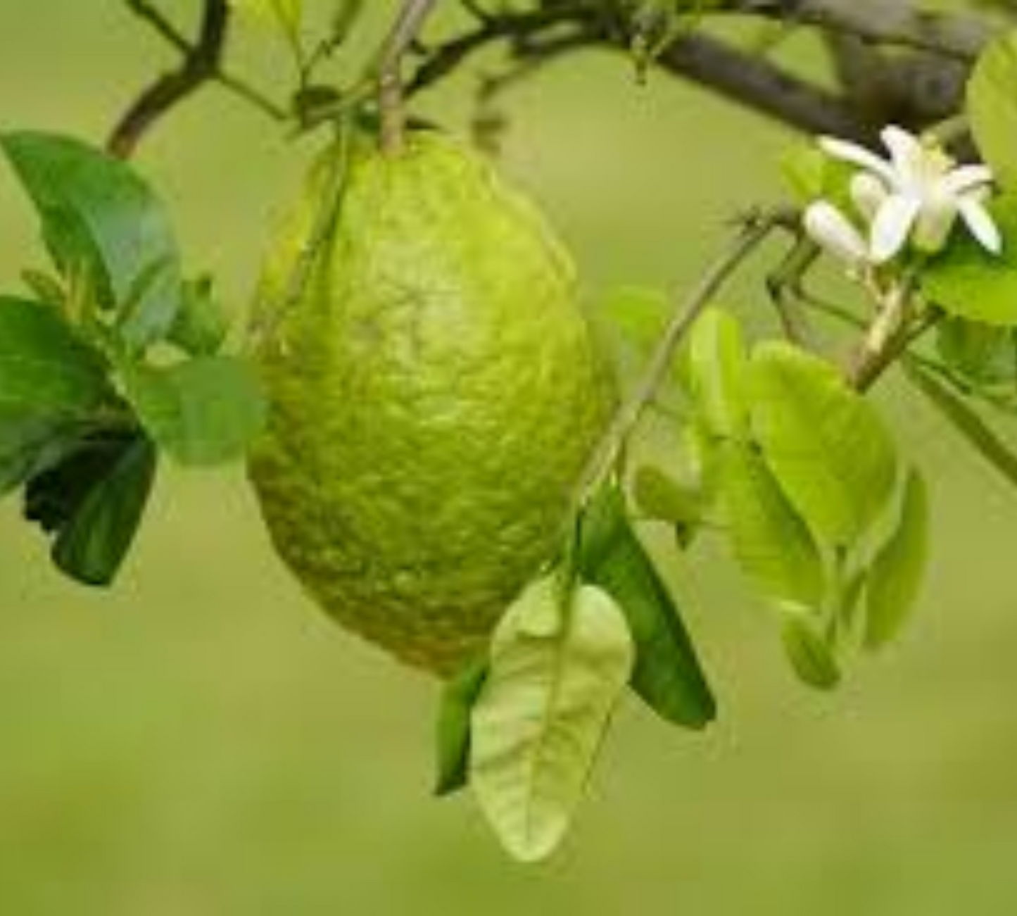 Cedro v20 cm