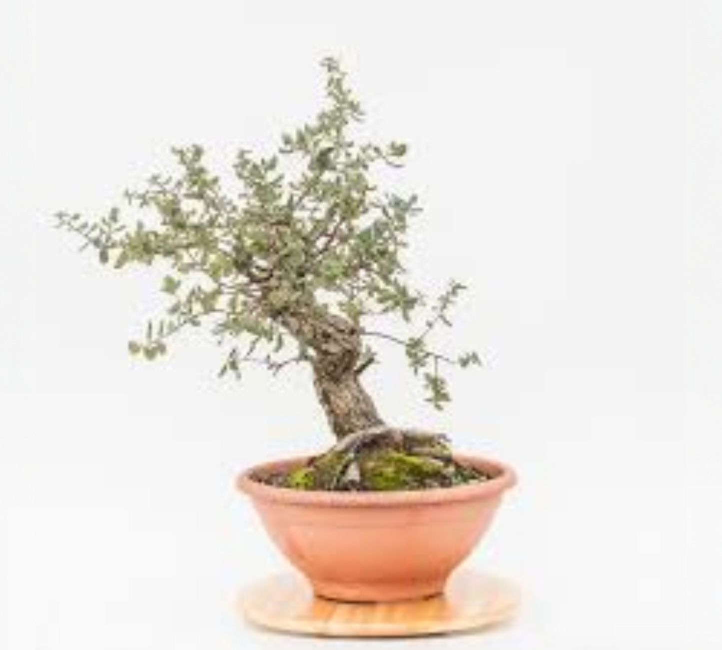 Quercus suber astoni v24 cm