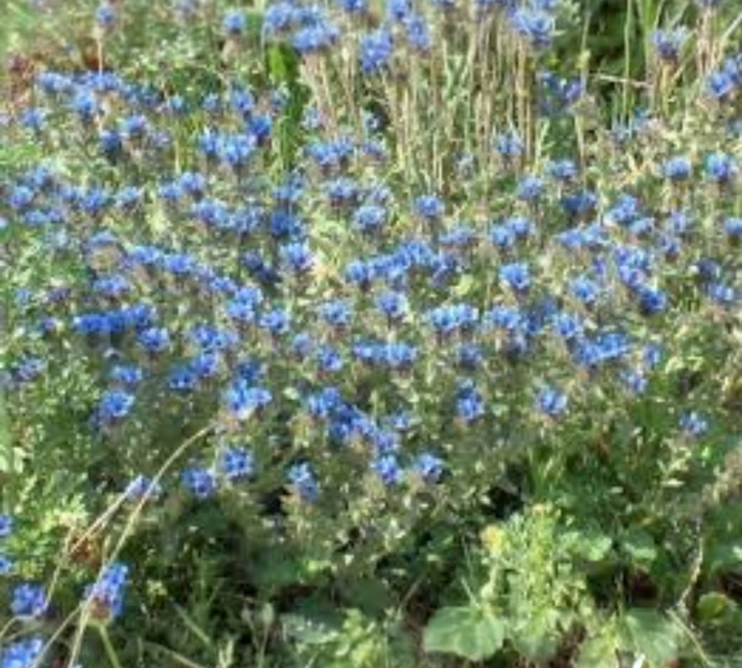 WESTRINGIA azzurra v20 cm