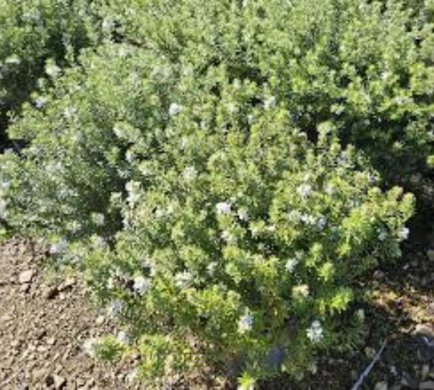 Westringia fruticosa