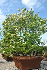 FRAXINUS ORNUS v40cm 12/14