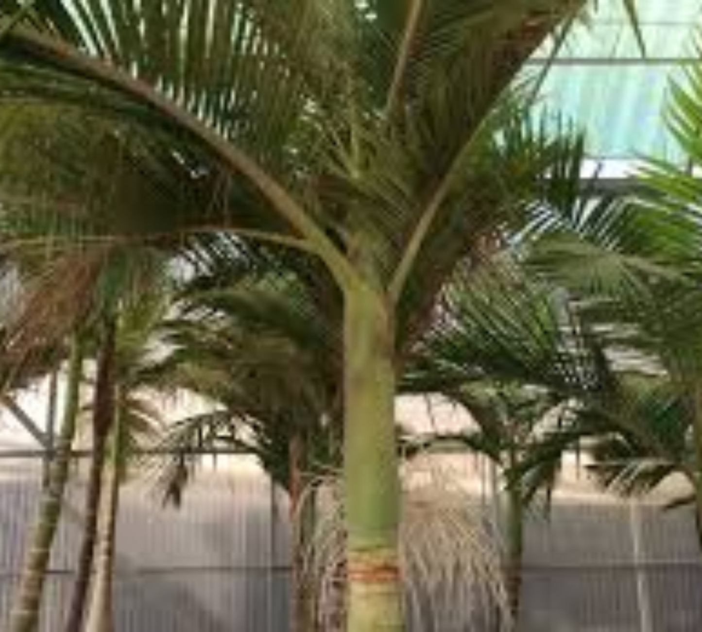 Archontophoenix alexandrae 2/3pp Ht220-240cm v45 cm