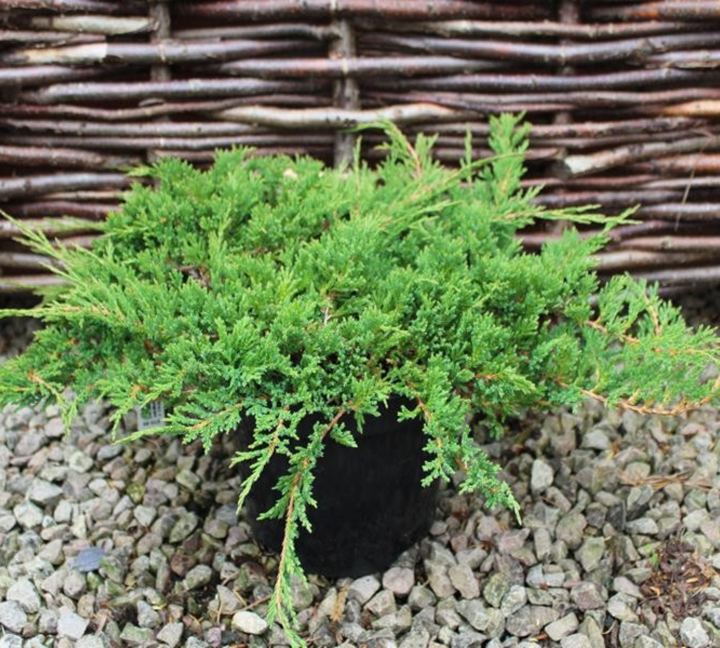 Juniperus Horizontalis Prince of Wales v24 cm