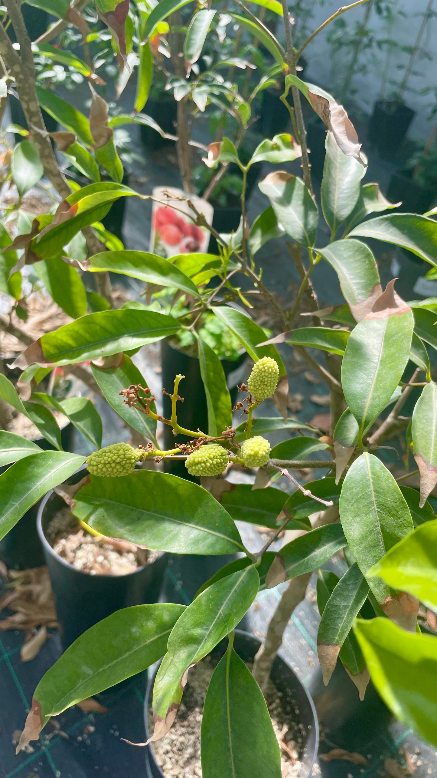 Litchi chinensis v26 cm