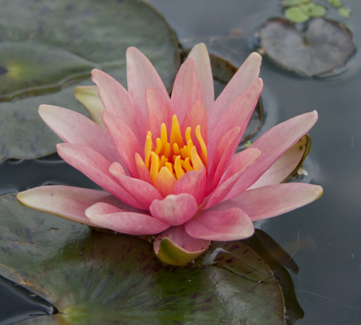 Nymphaea Ersetti Piccola