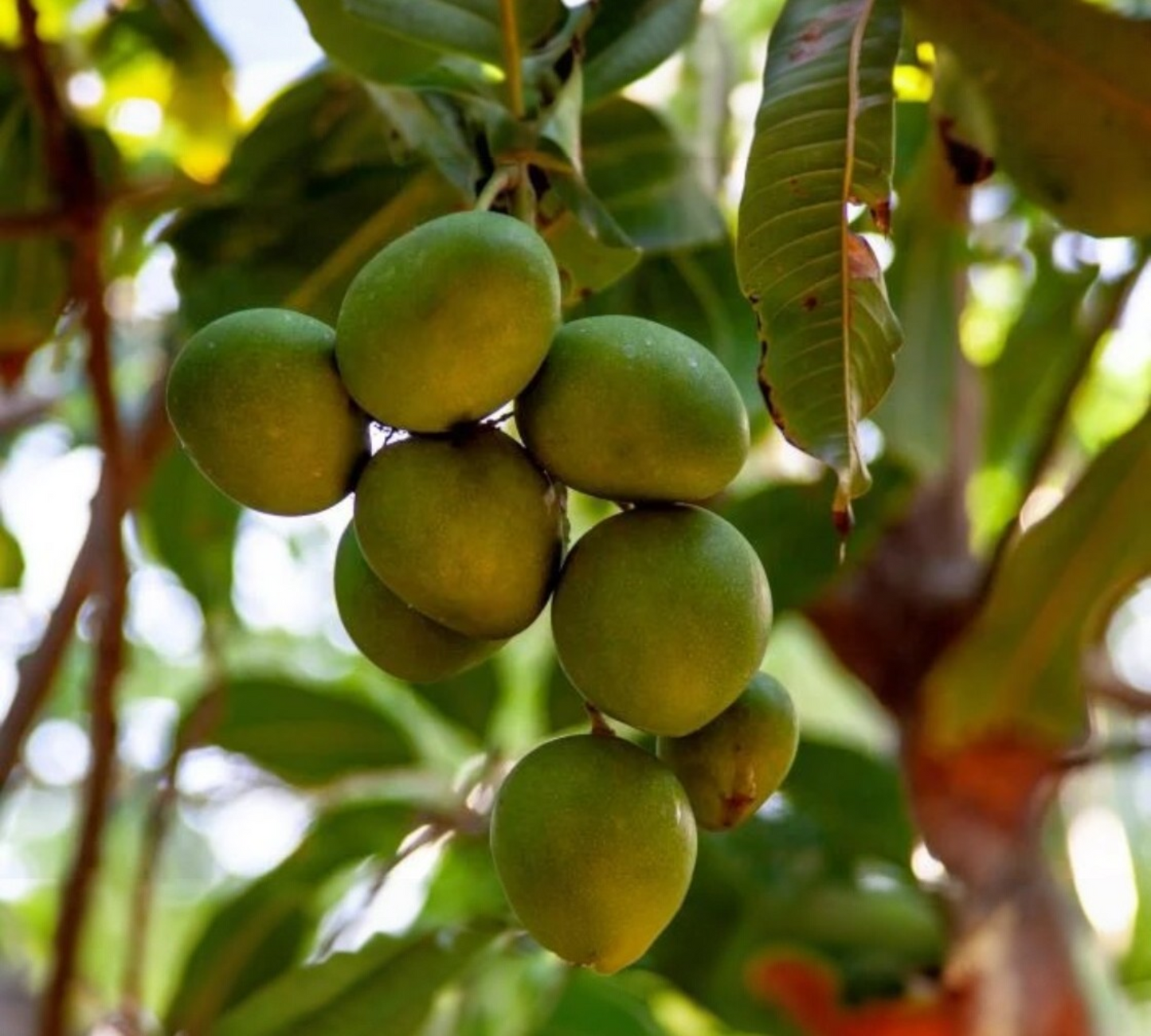 Mango Kensington
