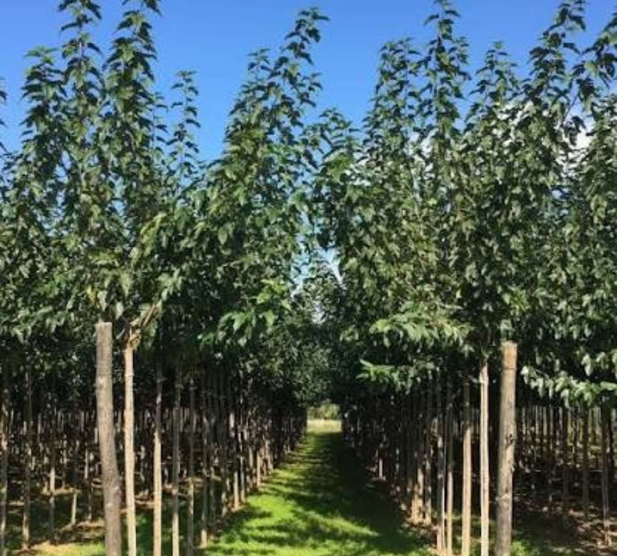 morus alba fruitless