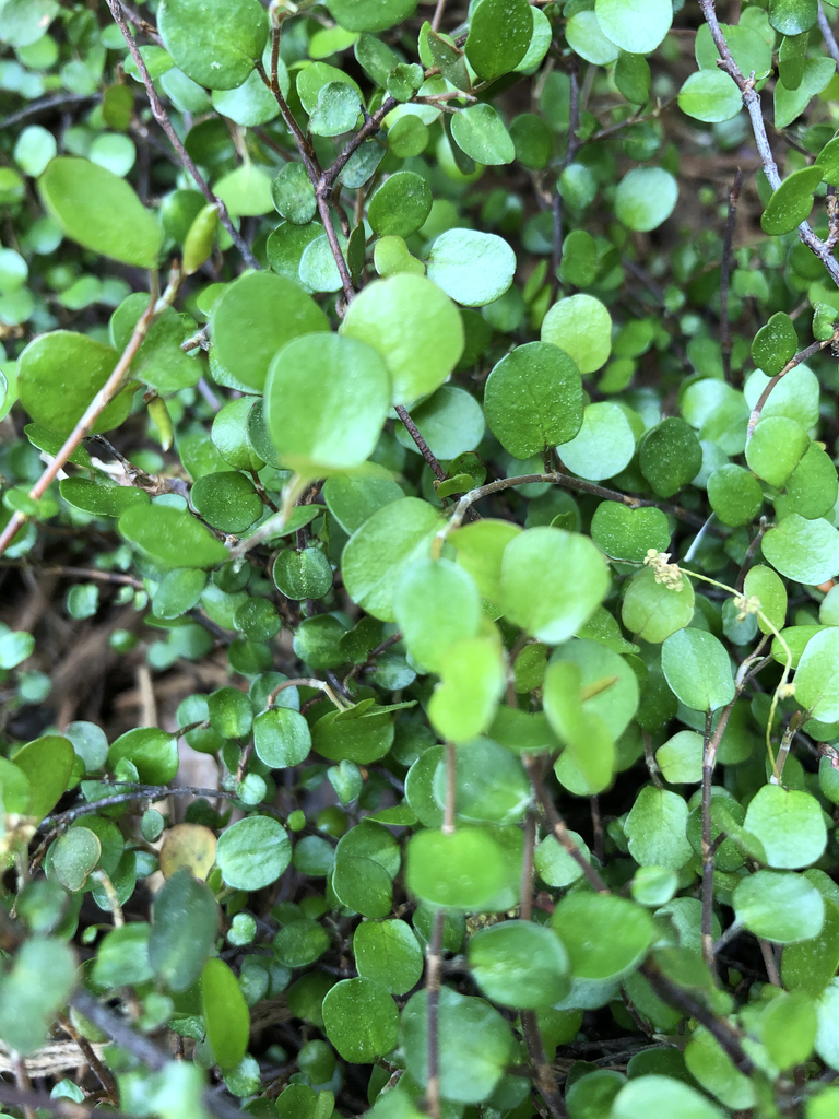 Muehlenbeckia complexa v18 cm