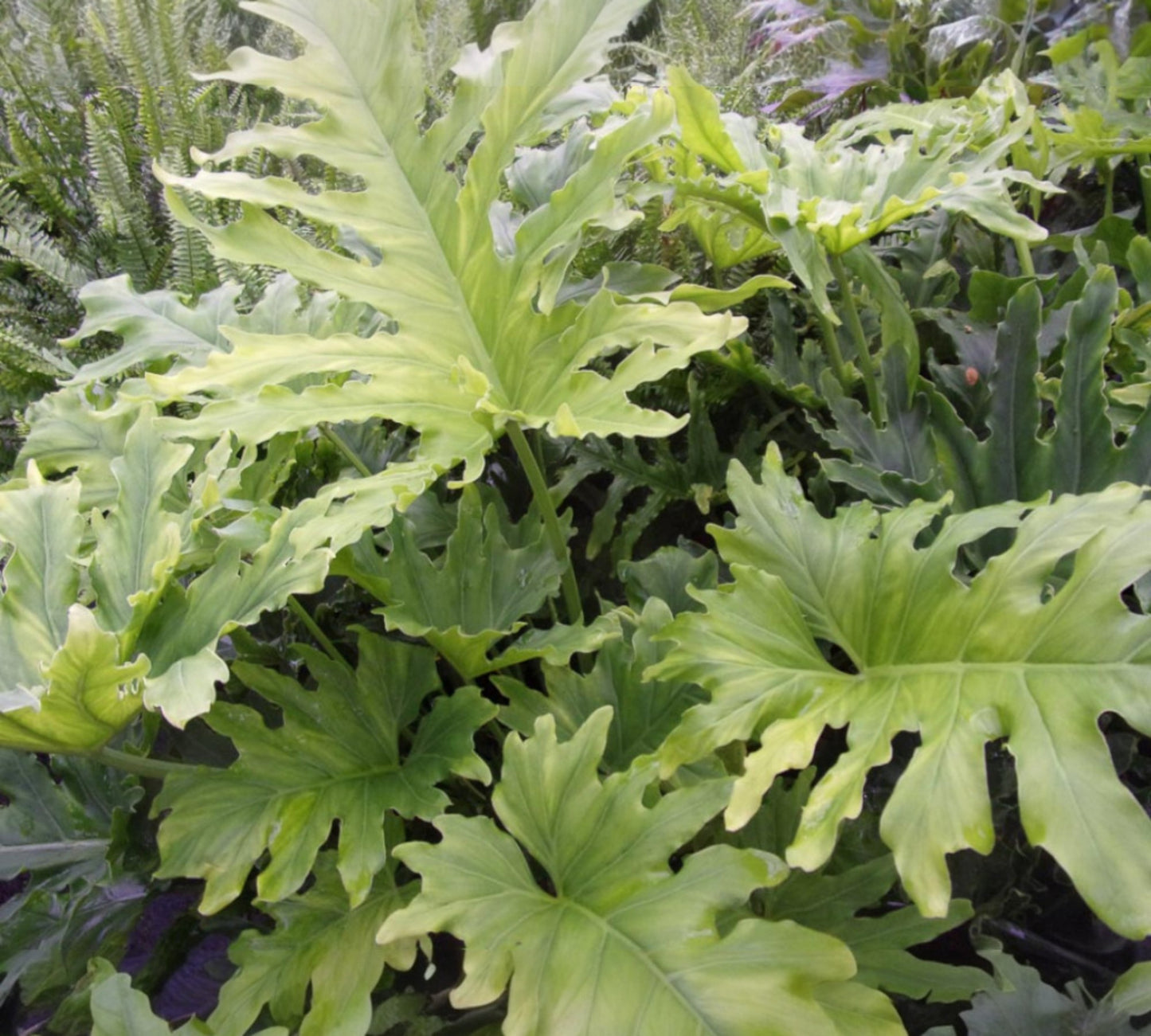 Philodendrum bipinnatifidum