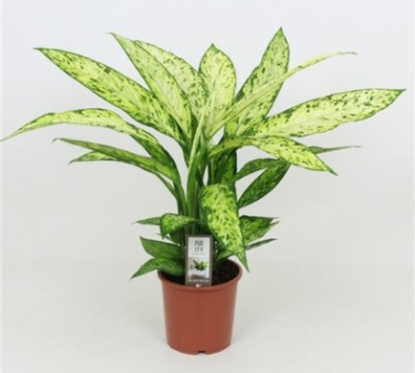 Dieffenbachia vesuvio v17 cm