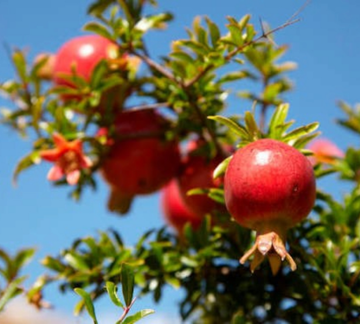 punica granatum