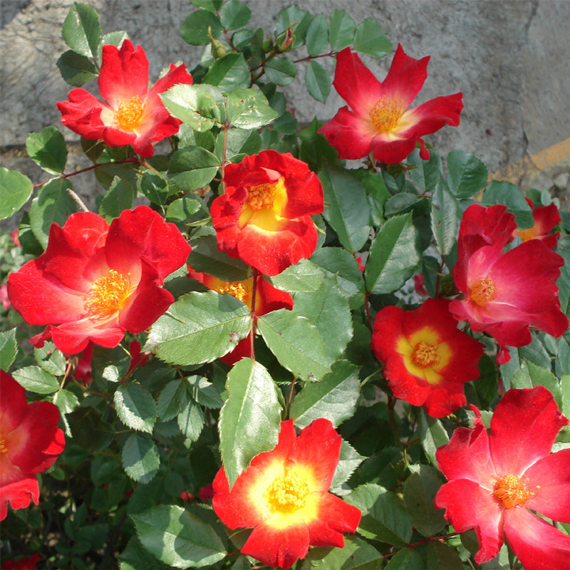 rosa 'Cocktail'