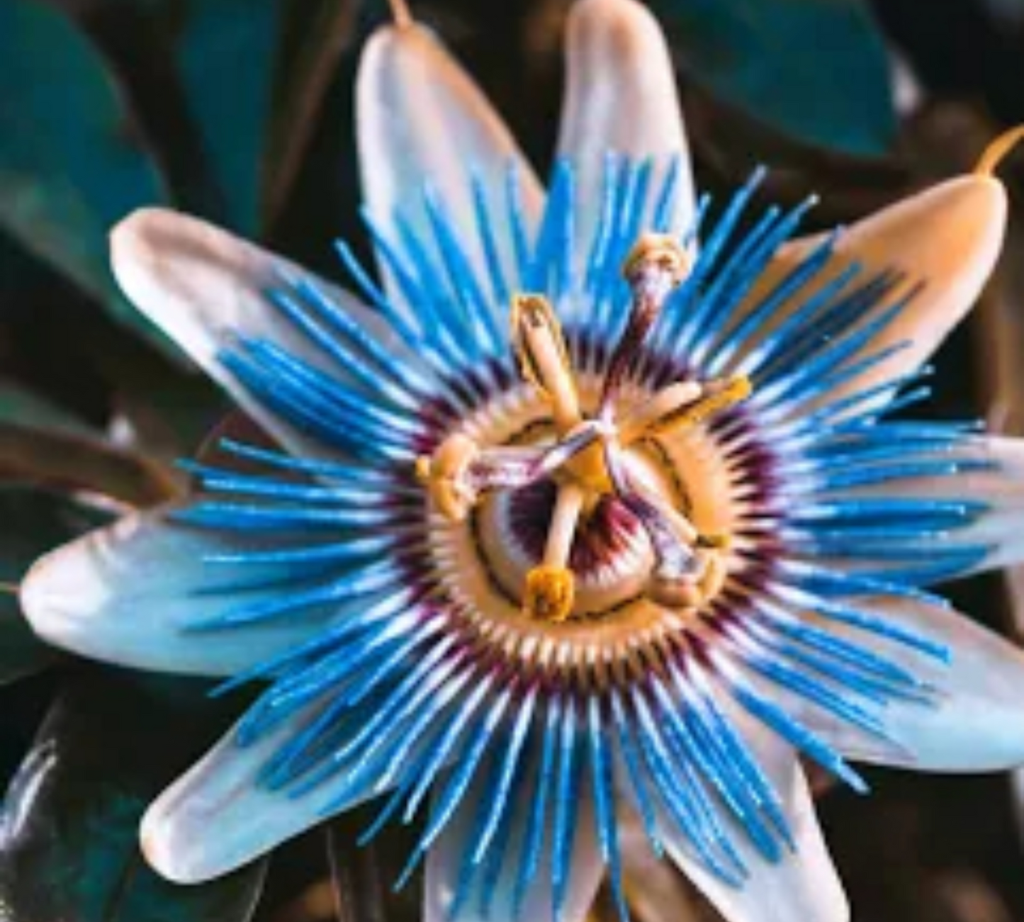 Passiflora caerulea blu v18 cm